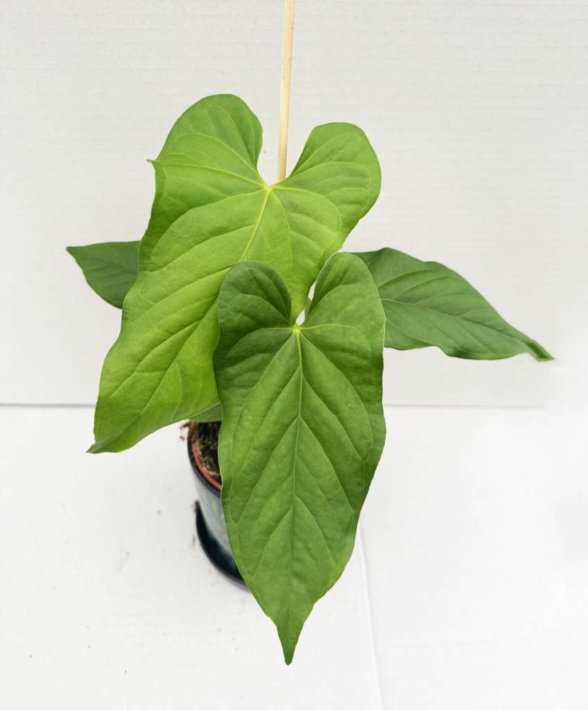 Anthurium balaoanum