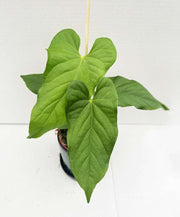 Anthurium balaoanum