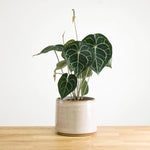 Carica l'immagine nel visualizzatore Galleria, Anthurium clarinervium