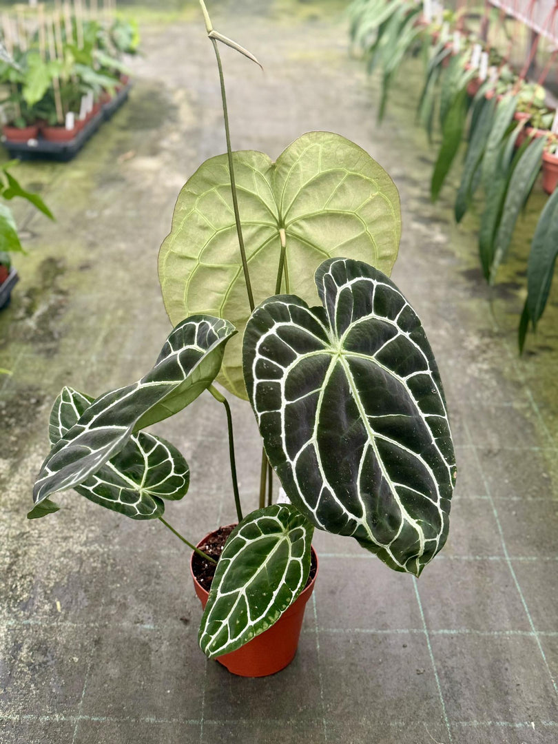 Anthurium crystallinum