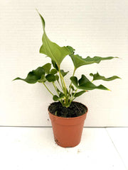 Anthurium ferrierense 'Crisped'