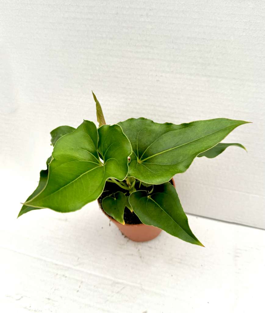 Anthurium ferrierense 'Crisped'