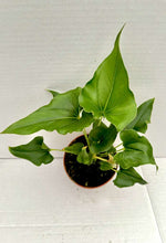 Carica l&#39;immagine nel visualizzatore Galleria, Anthurium ferrierense &#39;Crisped&#39;
