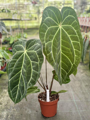 Anthurium magnificum x crystallinum