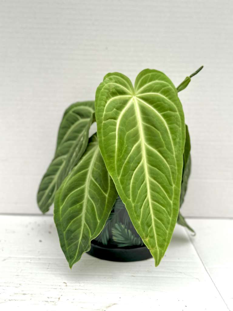 anthurium waterburyanum x warocqueanum Anthurium warocqueanum x waterburyanum – Giulio Celandroni Orchidee