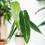 Carica l'immagine nel visualizzatore Galleria, Anthurium warocqueanum x waterburyanum