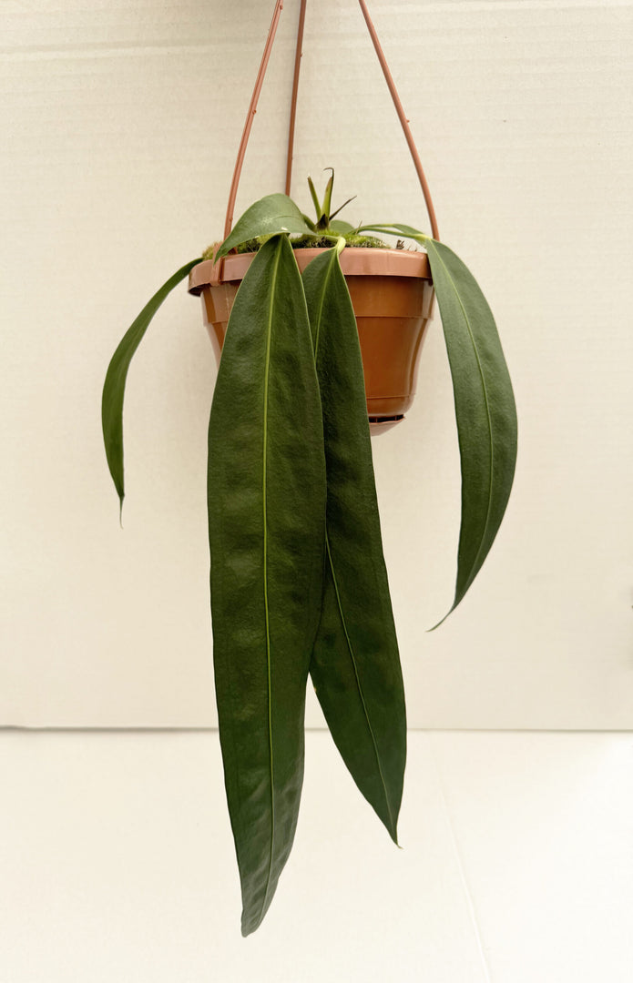 Anthurium wendlingeri