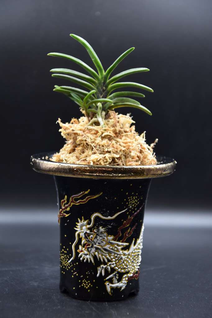 Neofinetia falcata 'Arateru' 荒輝