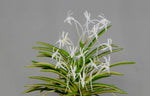Carica l'immagine nel visualizzatore Galleria, Neofinetia falcata 'Asahiden’ 朝日殿