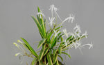 Carica l'immagine nel visualizzatore Galleria, Neofinetia falcata 'Asahiden’ 朝日殿