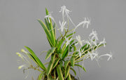 Neofinetia falcata 'Asahiden’ 朝日殿