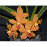 Carica l&#39;immagine nel visualizzatore Galleria, Ascocenda Suksamran x Paraphalaenopsis denevei
