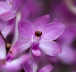 Load image into Gallery viewer, Ascocentrum christensonianum