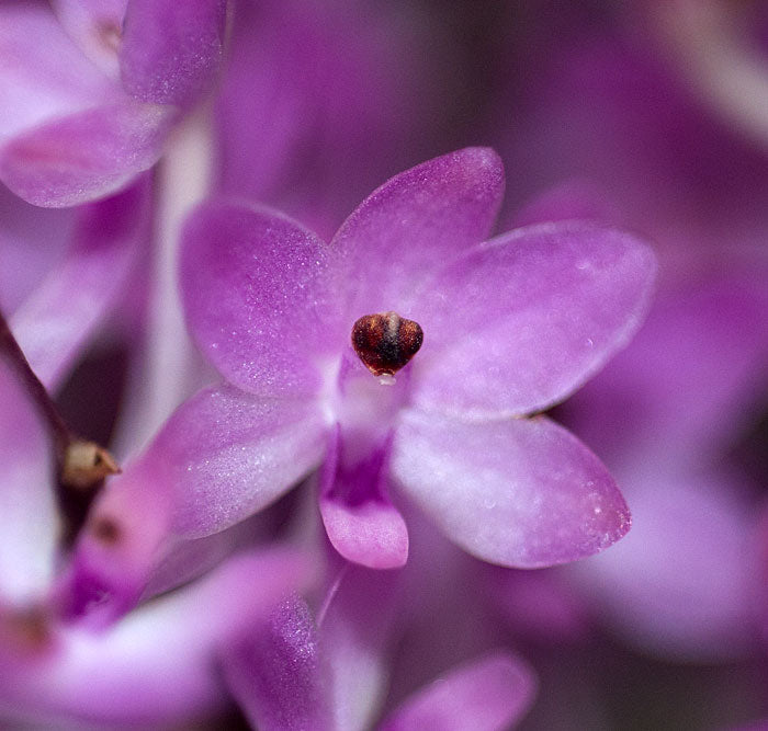 Ascocentrum christensonianum