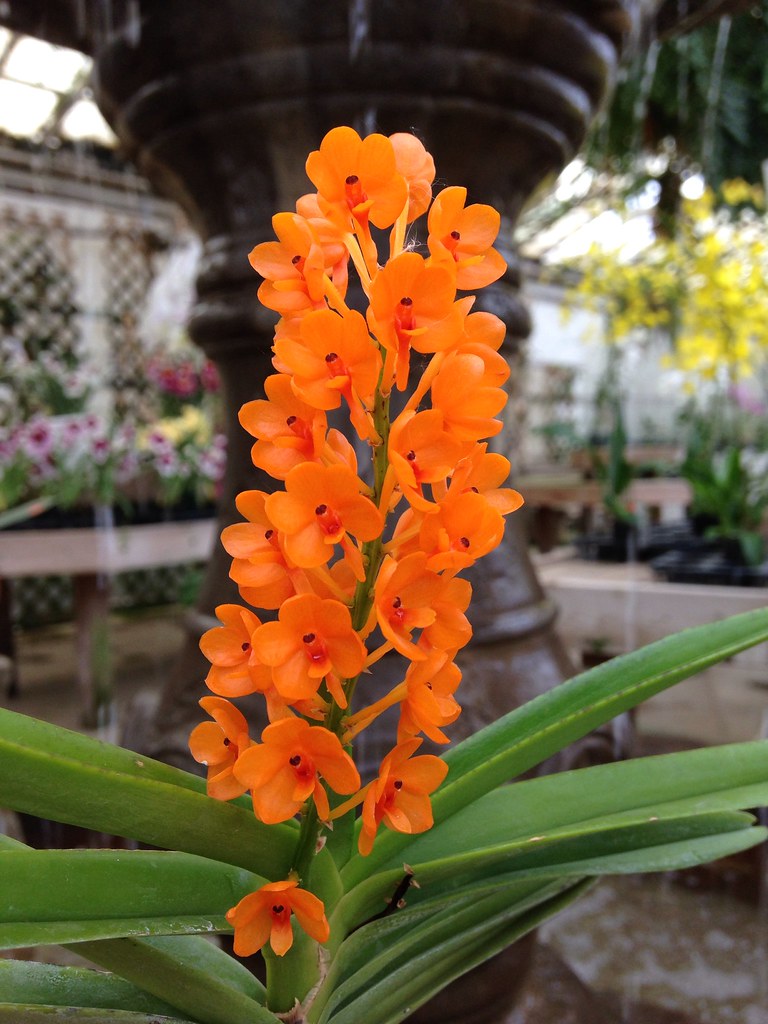 Ascocentrum garayi