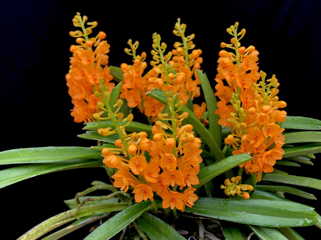 Ascocentrum garayi
