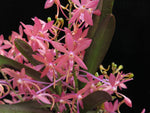 Carica l&#39;immagine nel visualizzatore Galleria, Ascofinetia Cherry Blossom (Neofinetia falcata x Ascocentrum ampullaceum)
