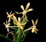 Load image into Gallery viewer, Ascofinetia Neofinetia falcata X ascocentrum miniatum