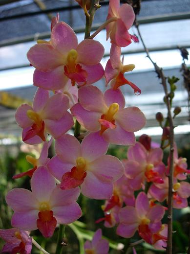 Vandaenopsis Prapin (Phal. pulcherrima × V. Pralor)