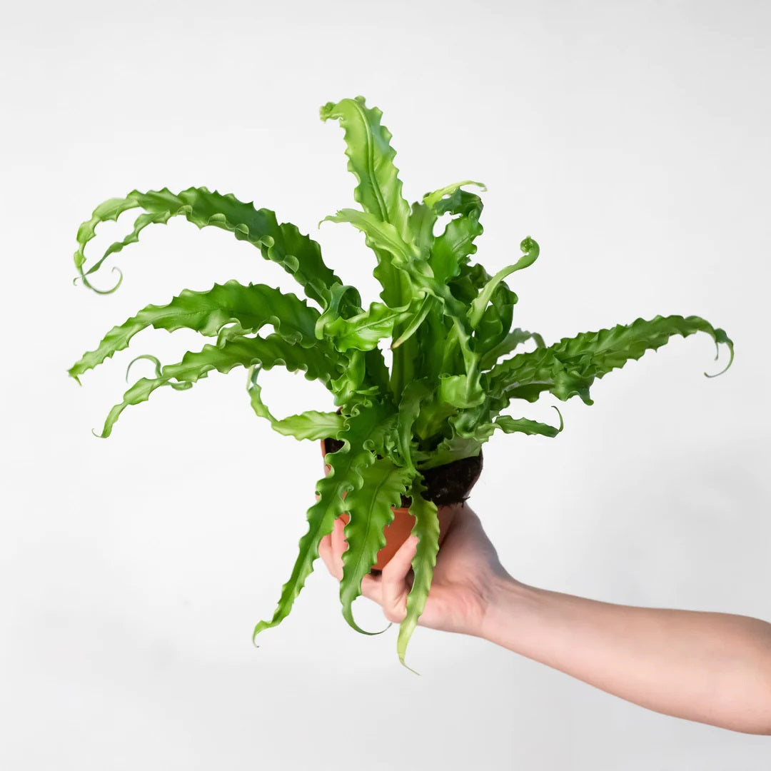 Asplenium antiquum 'Osaka'