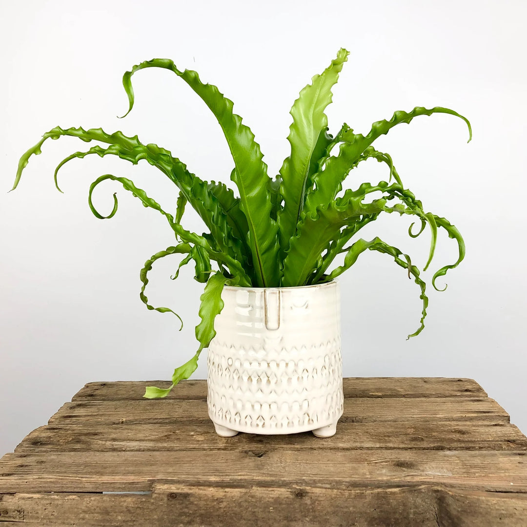 Asplenium antiquum 'Osaka'