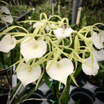 Carica l&#39;immagine nel visualizzatore Galleria, Brassavola Little Stars (nodosa x cordata)
