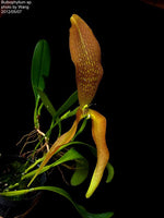 Load image into Gallery viewer, Bulbophyllum singulare