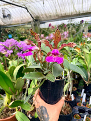 Cattleya pantherina 'Red'