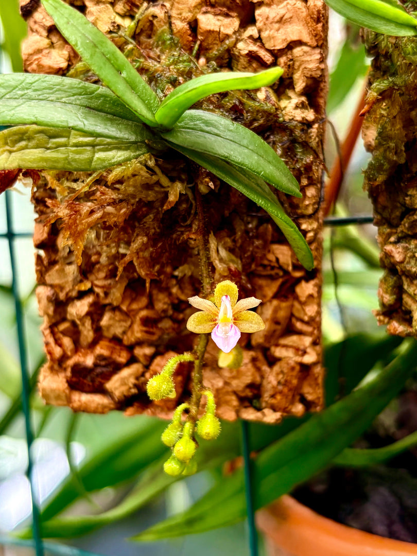 Stereochilus erinaceus