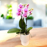 Carica l'immagine nel visualizzatore Galleria, Phalaenopsis Rotterdam