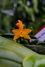 Carica l&#39;immagine nel visualizzatore Galleria, Sophronitis cernua &#39;laranja clara&#39;
