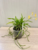 Carica l'immagine nel visualizzatore Galleria, Neofinetia falcata 'Kibana Fuuran' 黄花風蘭 - BIG
