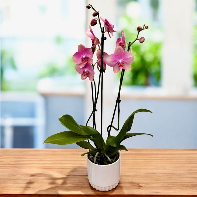 Phalaenopsis Fong Tien's Amapearl 'Cone Pearl CL913G'