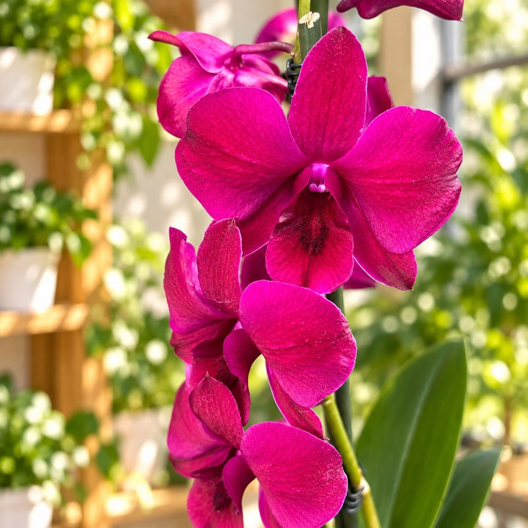 Dendrobium Burana Racha