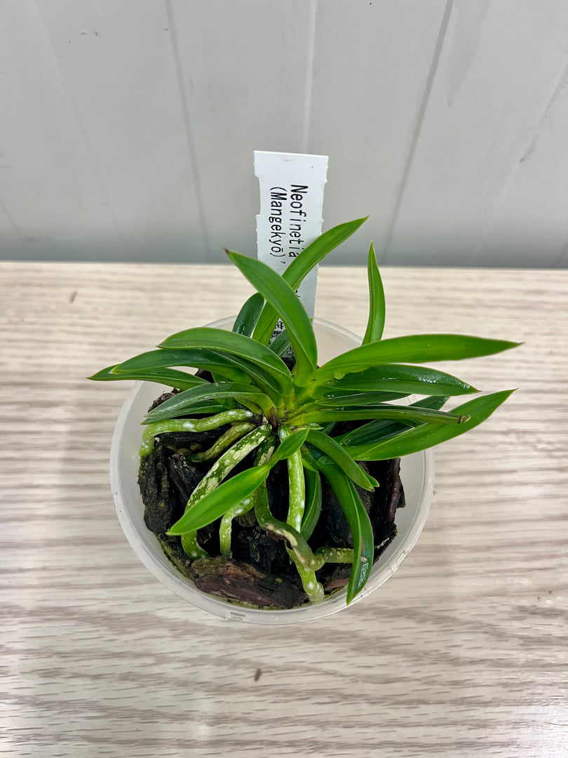 Neofinetia falcata 'Samsojeon (Mangekyō)' 삼소전 三笑殿 - BIG