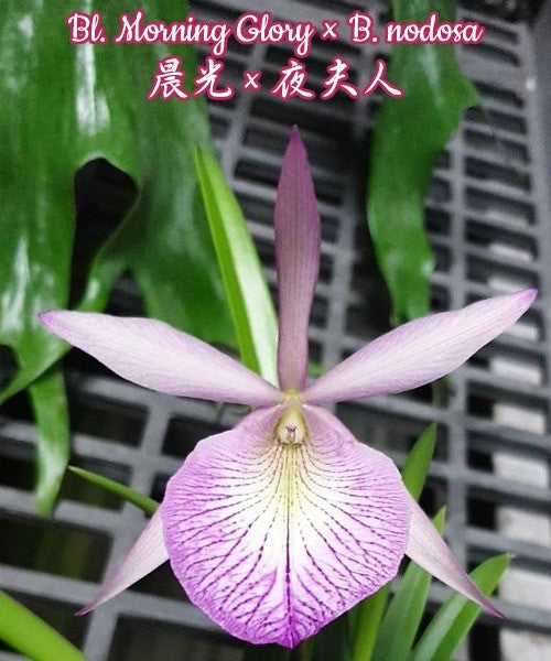 Brassavola BL. Morning Glory × B. nodosa