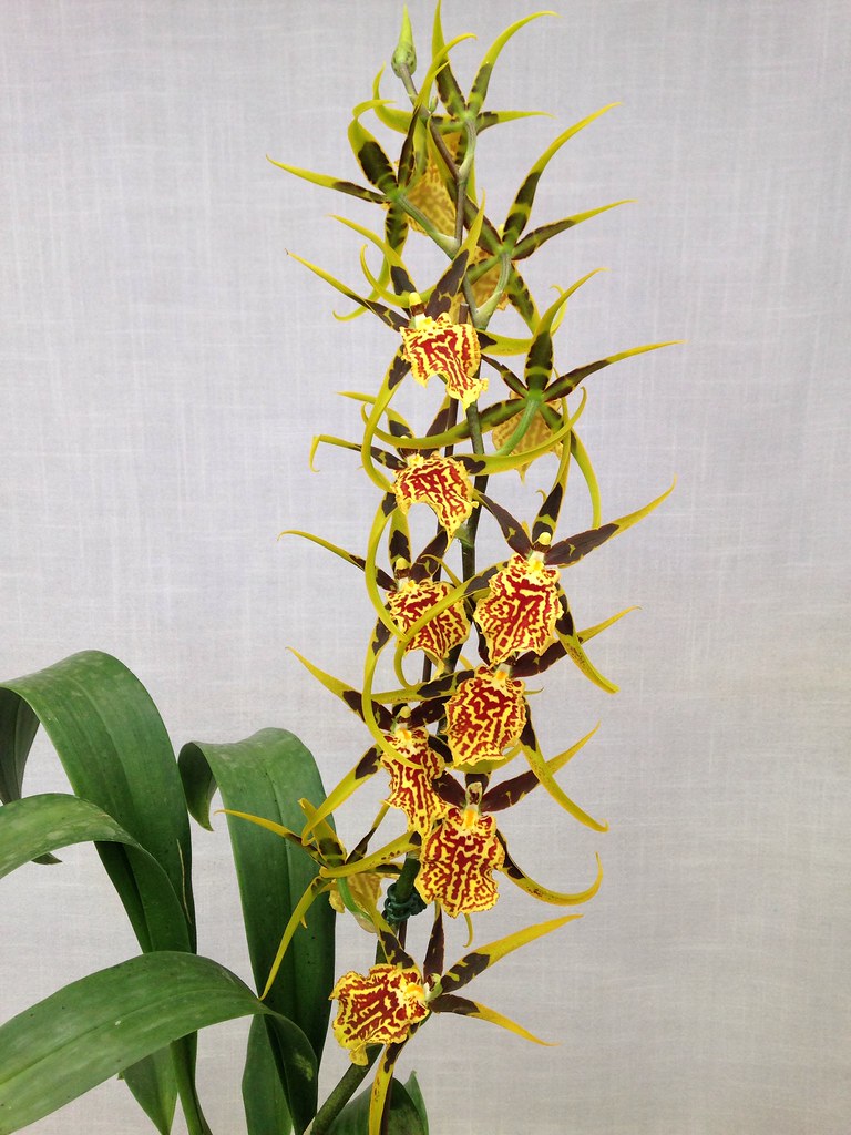 Banfieldara Gilded Tower 'Mystic Maze'