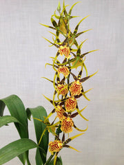 Banfieldara Gilded Tower 'Mystic Maze'