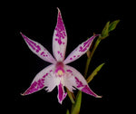 Carica l&#39;immagine nel visualizzatore Galleria, Barkeria spectabilis x Epidendrum criniferum
