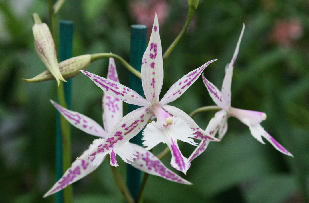 Barkeria spectabilis x Epidendrum criniferum