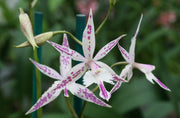 Barkeria spectabilis x Epidendrum criniferum
