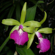 Bc. Binosa x Cattleya Locsthorn