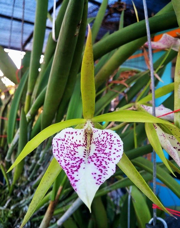 Bc. Nakornpathom Silver ‘Joy Black’