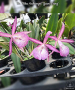 Carica l&#39;immagine nel visualizzatore Galleria, Brassocattleya Tsiku Archangel &#39;Yuan Dung&#39;
