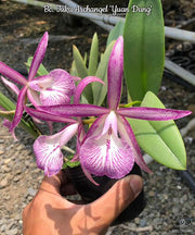 Brassocattleya Tsiku Archangel 'Yuan Dung'