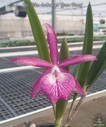 Carica l&#39;immagine nel visualizzatore Galleria, Brassocattleya Tsiku Archangel &#39;Yuan Dung&#39;
