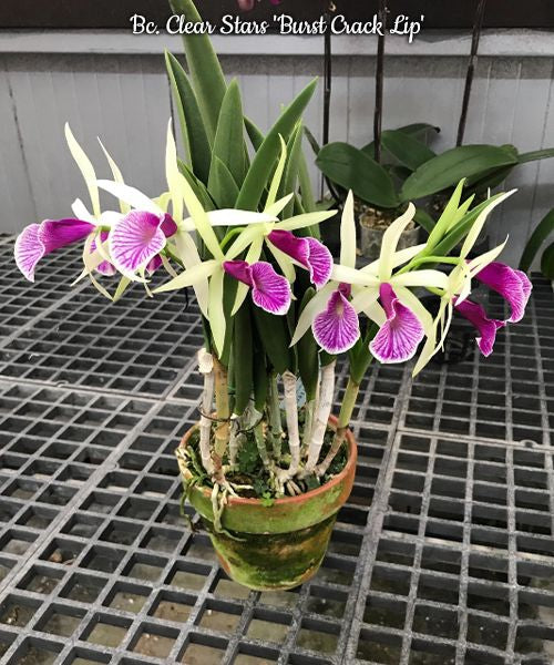 Brassocattleya Clear Stars (Brassavola nodosa × Cattleya Hsinying Pub)