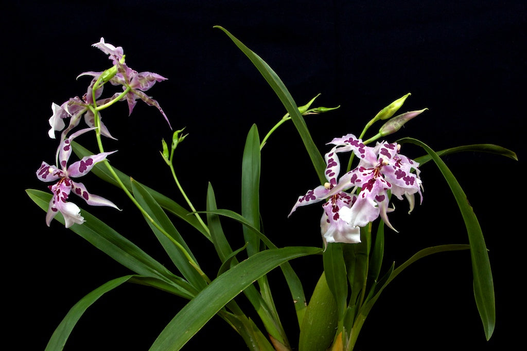 Beallara Peggy Ruth Carpenter 'Morning Joy'