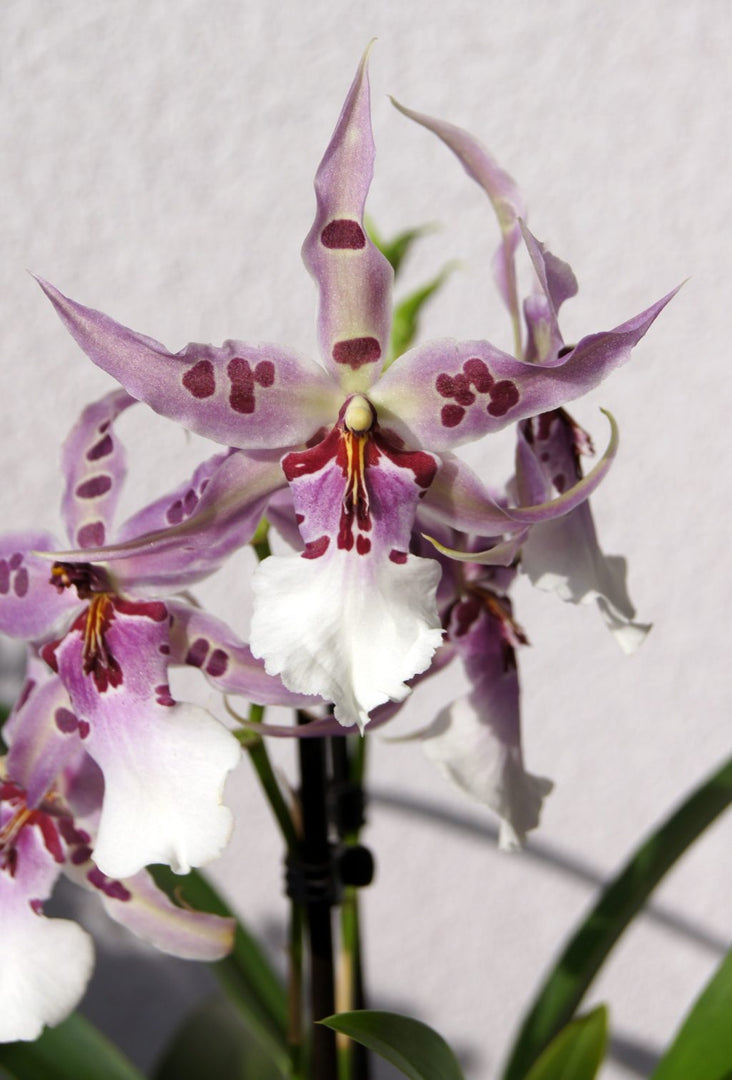 Beallara Peggy Ruth Carpenter 'Morning Joy'