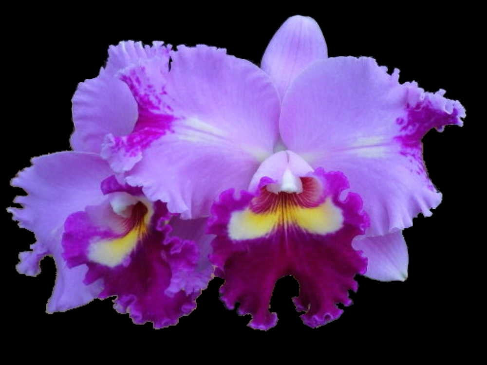 Blc. Apricot flare x Lc Sheille comton